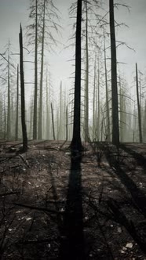 Bosque denso con árboles altos