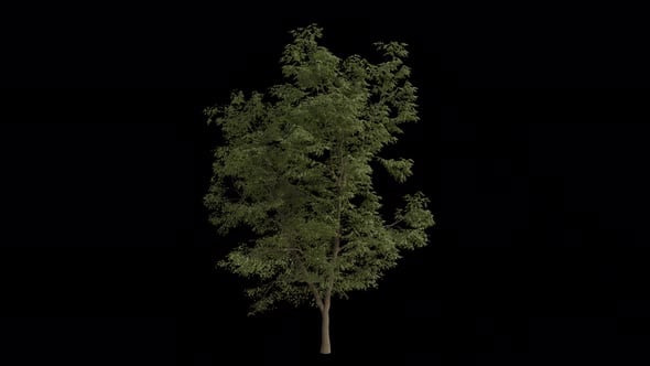 Black Locust Tree blowing in the wind. Alpha Channel. Loop Animation ...