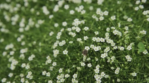 Honey Bee Collects Pollen or Nectar and Pollinates Flowers on Green Juicy Grass on the Blooming