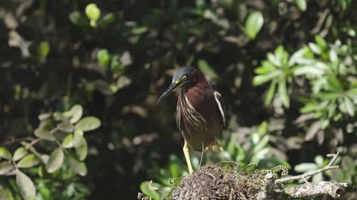Green Heron Perched in Tree on Windy Day