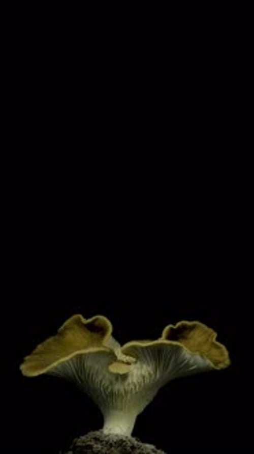 Mushroom Against Black Backdrop