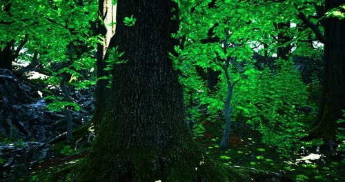 Lush Green Forest with Vibrant Foliage and Towering Trees in Natural Setting