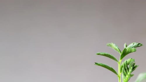 4K - Growing Plant Chickpeas