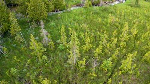 Aerial drone view of lush green wetland plants and tall grasses growing densely in a summer