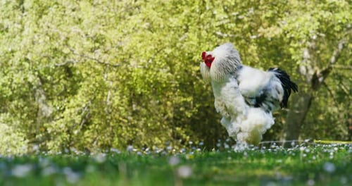 On the farm, a huge white-black rooster, cock with an expressive look is cuckooing, on a beautiful