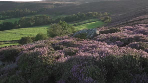Purple heather in bloom, with fields and farmland below - late August ...