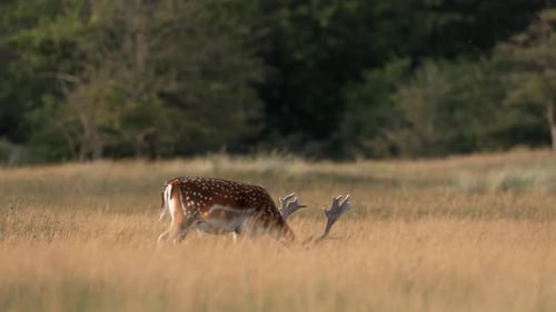 A beautiful fallow deer calmly grazing in a serene field on a sunny afternoon