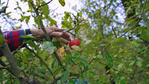 Agriculture organic fruits farming. Harvesting ripe red apples into basket.