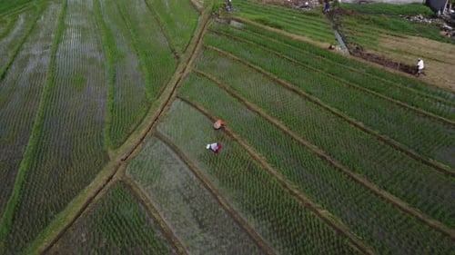 Aerial video of farmers working in rice terraces