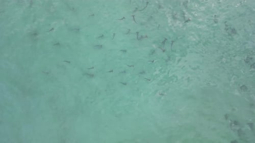 Critically endangered Hammerhead sharks hunting for prey in the shallow ocean water. Drone view