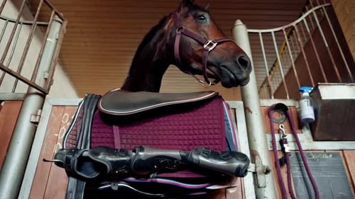 Portrait of a beautiful brown horse standing in a stall in a stable the concept of love for sports