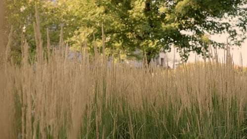 Tall Grasses Swaying Gently in the Sunlight