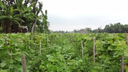 Cantaloupe Melon and Watermelon Growing in fields at Indonesia