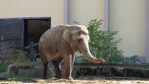 Un éléphant massif se promène dans une cage en plein air du zoo en agitant une trompe