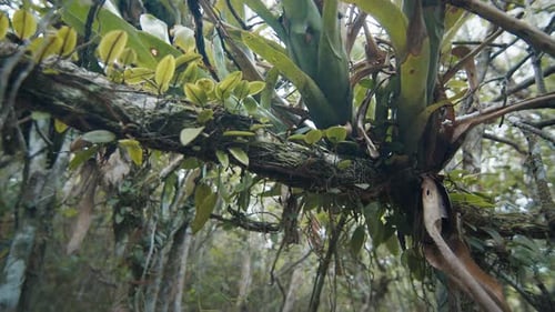 Trees and shrubs in the coastal tropical forest in Brazil - Restingas. Atlantic coast forest.