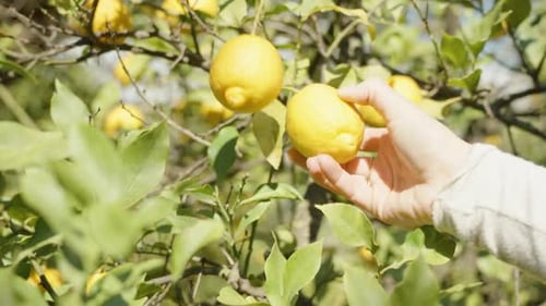 Hand Reaches for Lemon on Tree Branch