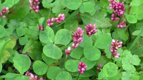 Fleurs de trèfle et d'herbe intelligente de Pennsylvanie (Polygonum pensylvanicum).