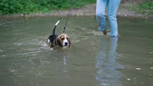 Lovely Beagle Puppy in Shallow River with His Owner