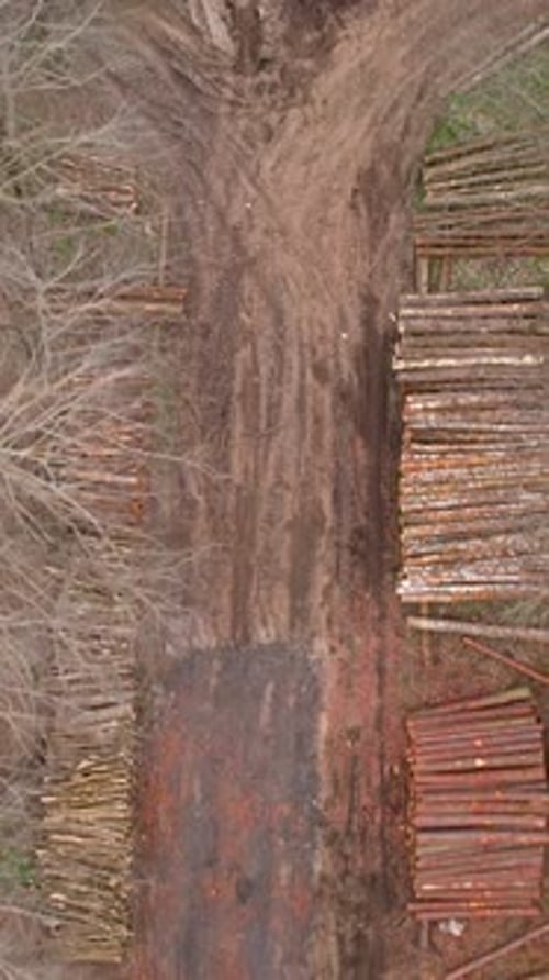 Aerial Top Down View of Deforestation and Log Piles in Forest