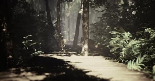 Serene Forest Pathway with Natural Light Filtering Through Trees