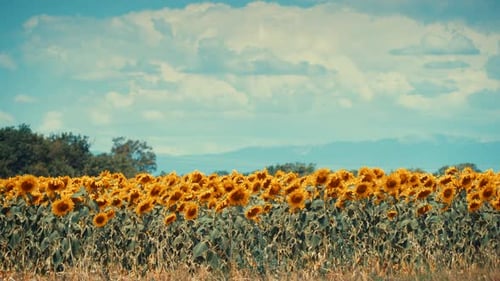 Sunflower Field in Summer