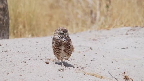 Juvenile Burrowing Owl scratching its head