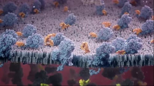 Detailed 3D illustration of cellular structures on a membrane