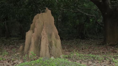 Termite Mound in a Forested Area