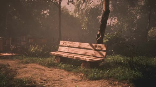 Serene Wooden Bench in a Sunlit Forest Clearing Surrounded By Greenery