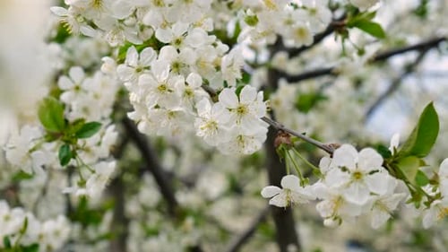 Blooming Spring Trees Against the Sky