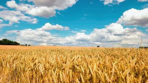 4K video of Golden wheat field with blue sky and clouds on background