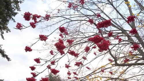 Grappes de fruits rouges sur un sorbier en automne | Sorbus Aucuparia | Branche de sorbier