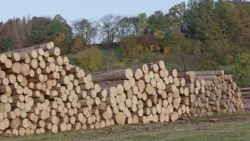 Pile of wood. A view of huge stacks of logs.