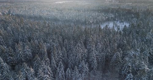 Aerial Top Down Flyover Shot of Winter Spruce and Pine Forest. Trees Covered with Snow, Rising / Se