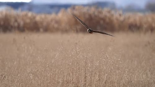 Majestic Hawk Flying Over Field in Bright Sunlight