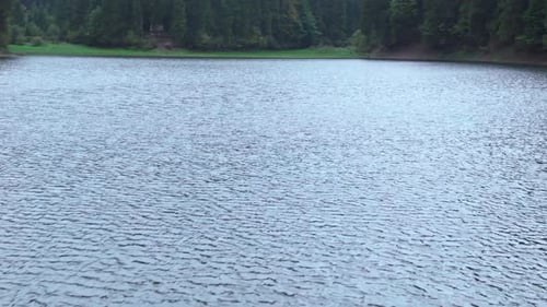 Tilting From Blue Water of Lake Synevyr in Ukraine to Evergreen Trees Growing in Coniferous Forest