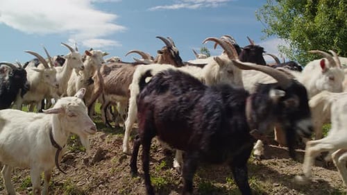 a Group of Goats Moves Around the Field