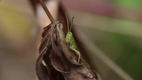 Closeup of a green coloured Grasshopper on a dry brown leaf. September. UK