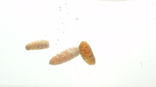 Fresh Turmeric Dropping into Water