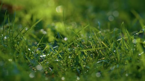Wet Green Lawn Autumn Morning Close Up. Fresh Lush Grass Covered Clear