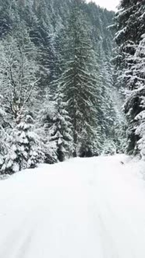 Beautiful Winter Road in the Forest Vertical Video