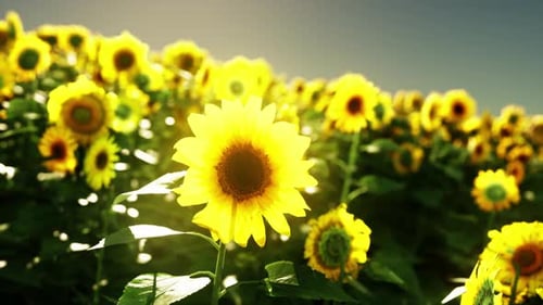 A Vibrant Sunflower Field Against a Stunning Sky Backdrop