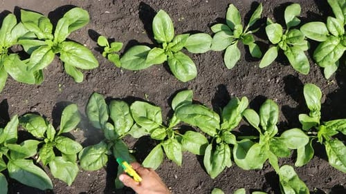 Growing spinach.