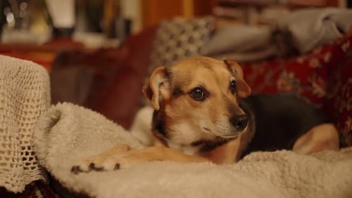 Cachorro pequeno está deitado em um sofá