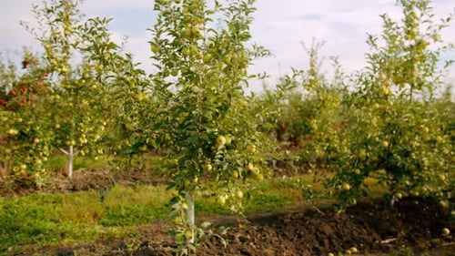 Apple Tree
