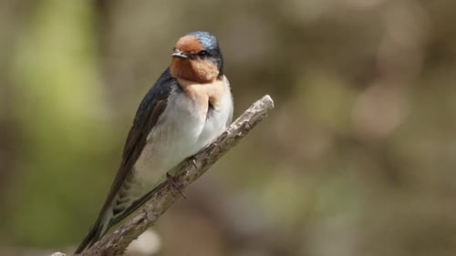 Welcome Swallow Looking Around Its Habitat With Blurred Background. - close up shot
