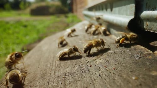 Closeup of Flying Bees Inside and Outside the Hive Entrance