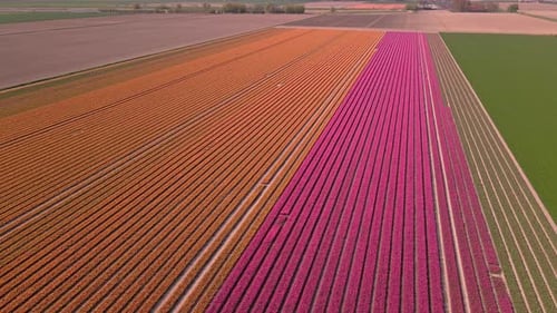 Aerial View of Tulip Fields