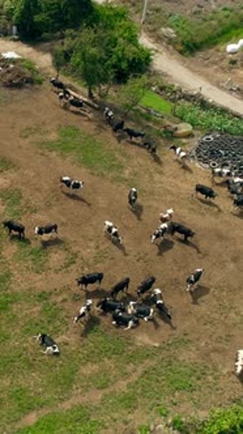 Vertical Video of Cows on Farm Aerial View