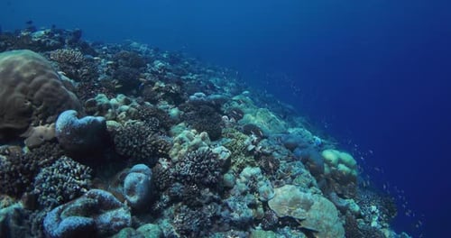 Underwater Ocean with Coral Reef and School of Fishes Snorkeling in Tropical Sea